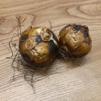 Ladoník biely - Camassia alba - cibuľoviny - 2 ks