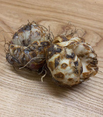 Ľalia Blacklist - Lilium - cibuľoviny - 1 ks