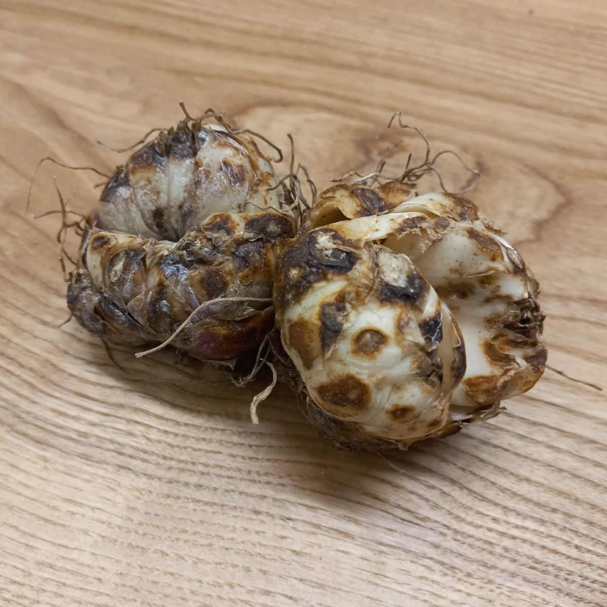 Ľalia Blacklist - Lilium - cibuľoviny - 1 ks