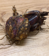 Ľalia kráľovská - Lilium regale - cibuľoviny - 1 ks