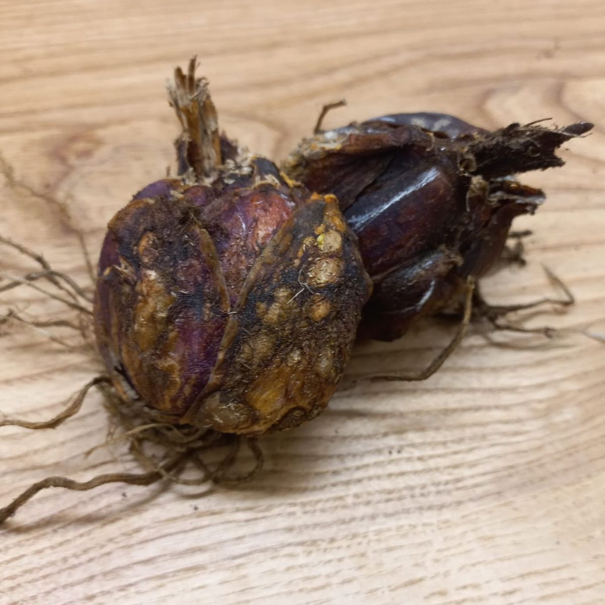 Ľalia kráľovská - Lilium regale - cibuľoviny - 1 ks