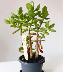 Zápich pre označenie sadeníc - drevený - 1 ks