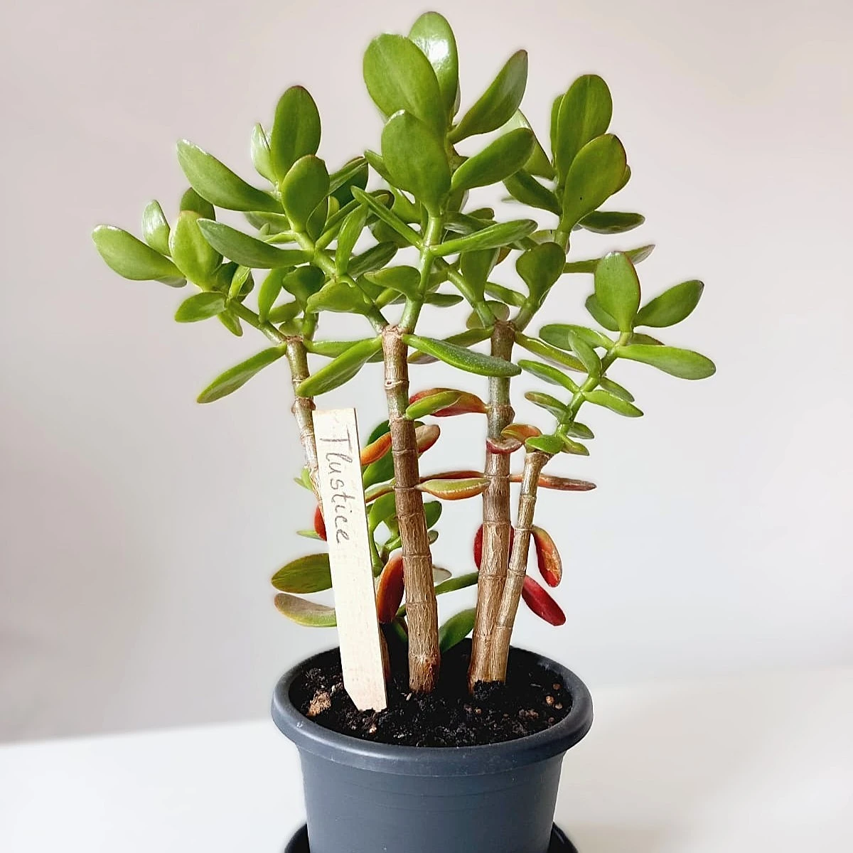 Zápich pre označenie sadeníc - drevený - 1 ks