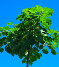 Paulovnia Shan Tong - Paulownia Shantong hybrid - semená - 15 ks