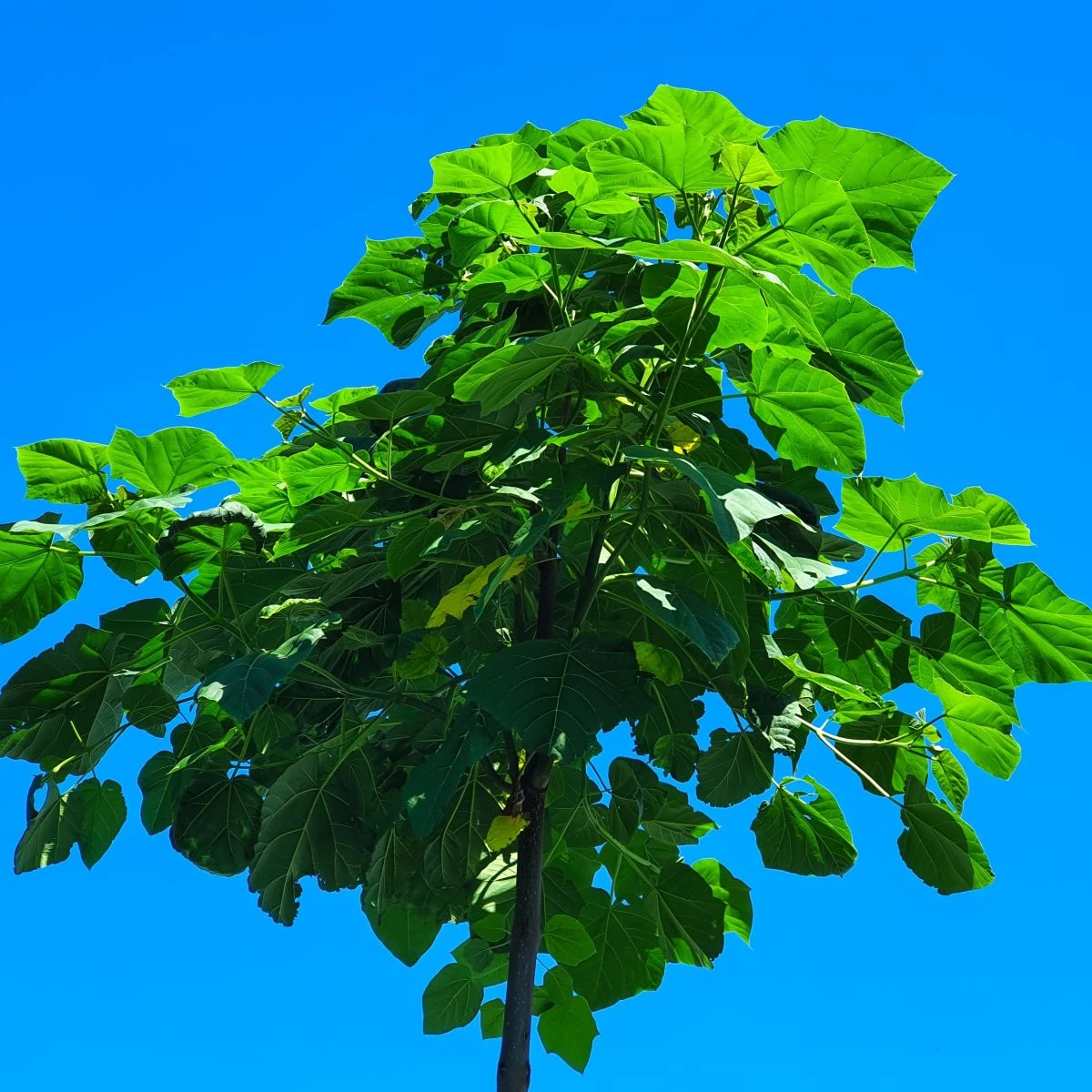 Paulovnia Shan Tong - Paulownia Shantong hybrid - semená - 15 ks