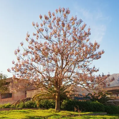 Paulovnia Shan Tong - Paulownia Shantong hybrid - semená - 15 ks