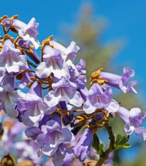 Paulovnia Shan Tong - Paulownia Shantong hybrid - semená - 15 ks