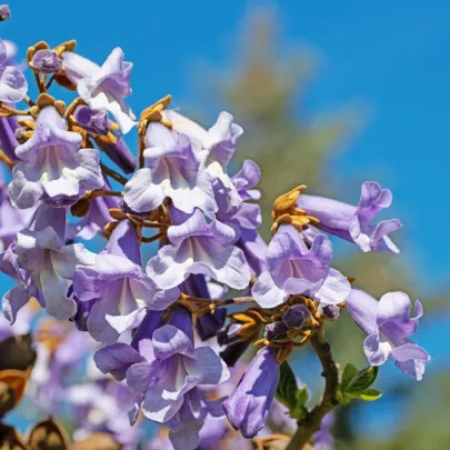 Paulovnia Shan Tong - Paulownia Shantong hybrid - semená - 15 ks