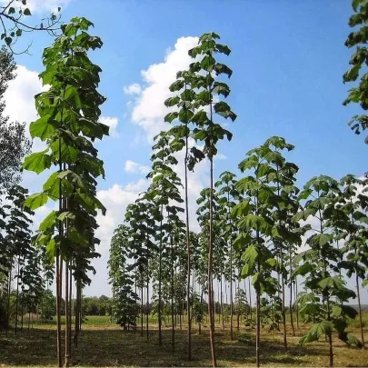 Paulovnia Shan Tong - Paulownia Shantong hybrid - semená - 15 ks