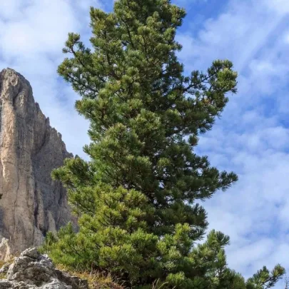 Borovica Limba - Pinus cembra - semena - 7 ks