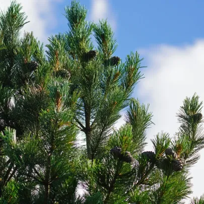 Borovice Limba - Pinus cembra - semena - 7 ks