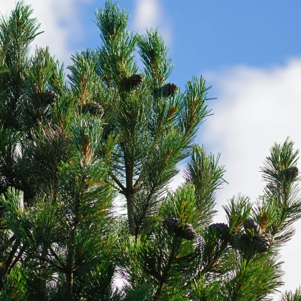 Borovice Limba - Pinus cembra - semena - 7 ks