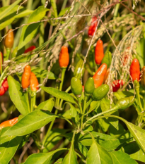 Chilli Zimbabwe Birds eye - Capsicum chinense - semená - 8 ks