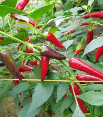 Chilli Gusto purple - Capsicum annuum - semená - 8 ks