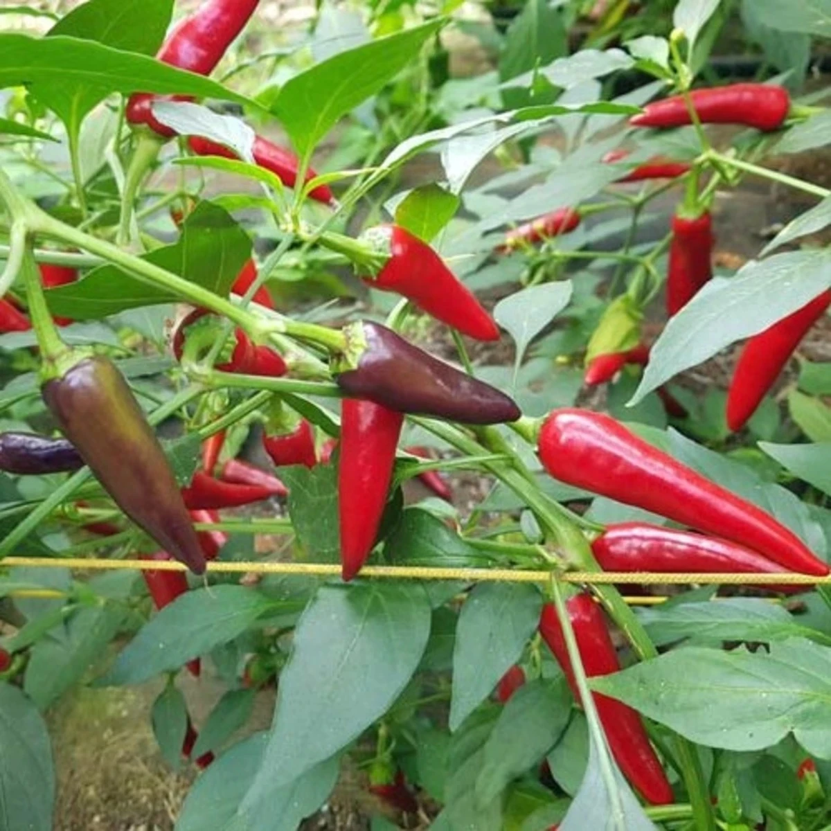 Chilli Gusto purple - Capsicum annuum - semená - 8 ks