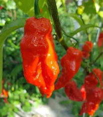 Chilli Shabu Shabu - Capsicum chinense - semená - 8 ks