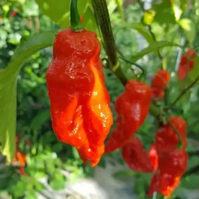 Chilli Shabu Shabu - Capsicum chinense - semená - 8 ks