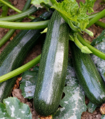 BIO Cuketa Kimber F1 - Cucurbita pepo - semená - 5 ks