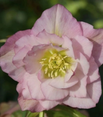 Čemerica plnokvetá Ellen ružová - Helleborus double - voľnokorenná sadenica - 1 ks