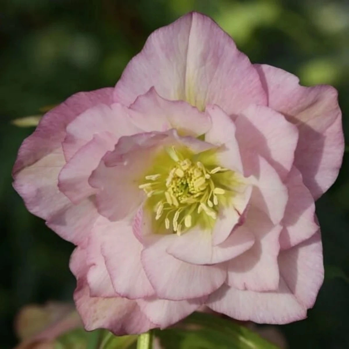 Čemerica plnokvetá Ellen ružová - Helleborus double - voľnokorenná sadenica - 1 ks