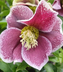 Čemerice Pretty Ellen bodkovaná - Helleborus orientalis - voľno korenené sadenice - 1 ks