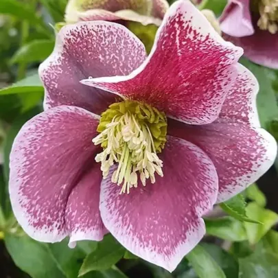 Čemerice Pretty Ellen bodkovaná - Helleborus orientalis - voľno korenené sadenice - 1 ks