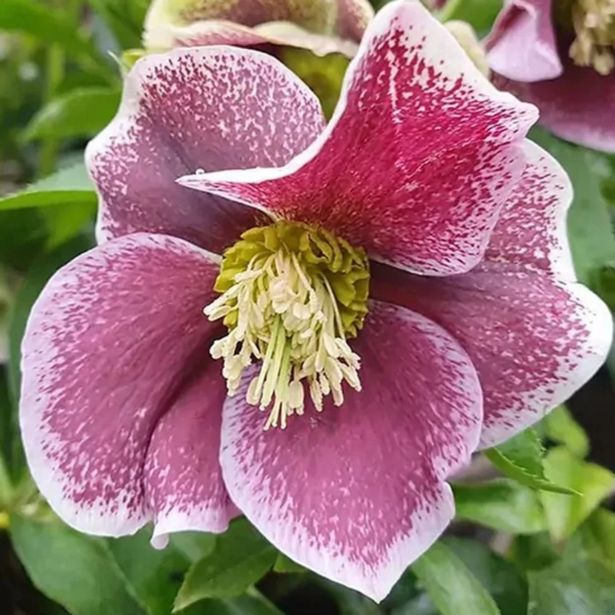Čemerice Pretty Ellen bodkovaná - Helleborus orientalis - voľno korenené sadenice - 1 ks