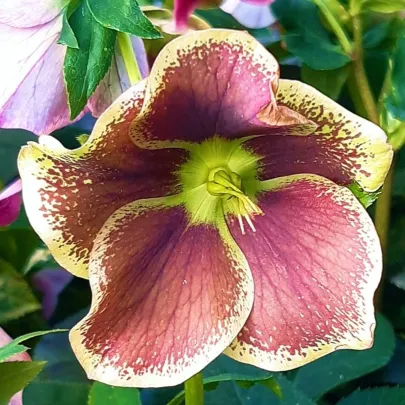 Čemerice Pretty Ellen bodkovaná - Helleborus orientalis - voľno korenené sadenice - 1 ks