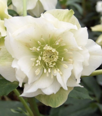 Čemerica plnokvetá Ellen biela - Helleborus double - voľno korenené sadenice - 1 ks