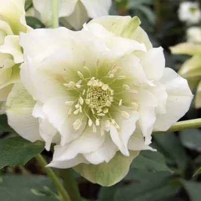 Čemerica plnokvetá Ellen biela - Helleborus double - voľno korenené sadenice - 1 ks