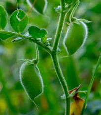 Cícer Donia - Cicer - semená - 15 ks