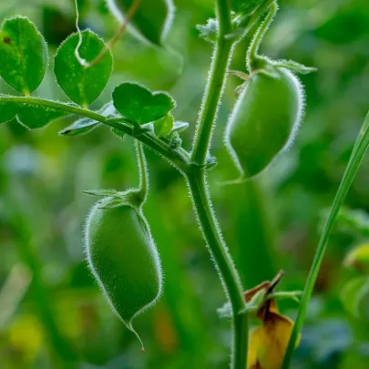 Cícer Donia - Cicer - semená - 15 ks