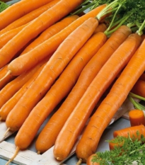 Mrkva Babetka F1 - Daucus carota - semená - 300 ks