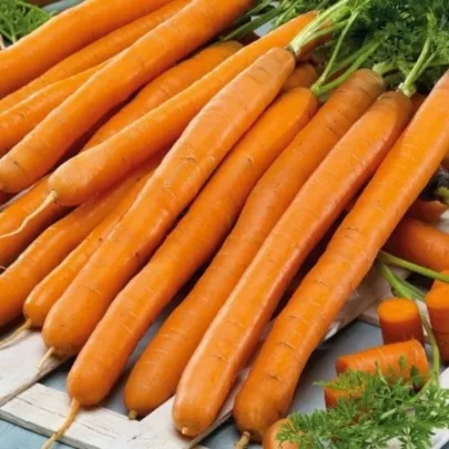 Mrkva Babetka F1 - Daucus carota - semená - 300 ks