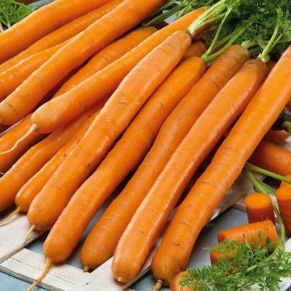 Mrkva Babetka F1 - Daucus carota - semená - 300 ks