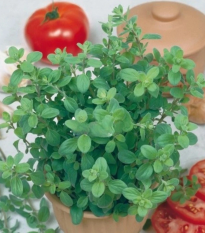 Majorán záhradný Marietta - Origanum Majorana L. - semená - 300 ks