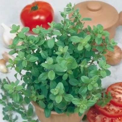 Majorán záhradný Marietta - Origanum Majorana L. - semená - 300 ks