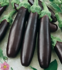 Baklažán Klasik - Solanum melongena - semená - 50 ks