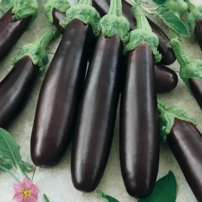 Baklažán Klasik - Solanum melongena - semená - 50 ks