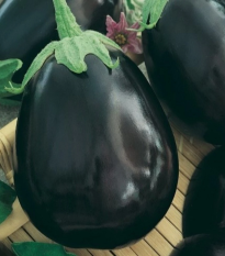 Baklažán Krasan - Solanum melongena - semená - 100 ks