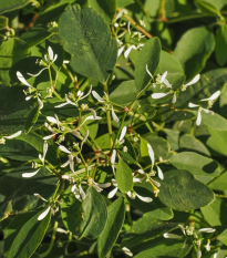 Prýštec trávovitý Glitz F1 - Euphorbia graminea - semená - 12 ks