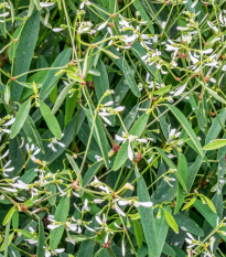 Prýštec trávovitý Glamour F1- Euphorbia graminea - semená - 12 ks