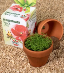 Mini súprava na pestovanie vlčieho maku - vrátane kvetináča, substrátu a semien - Sperli - 1 ks