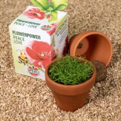 Mini súprava na pestovanie vlčieho maku - vrátane kvetináča, substrátu a semien - Sperli - 1 ks