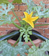 Cuketa Patio Star F1 - cuketa do kvetináča - Cucurbita pepo - semená - 6 ks