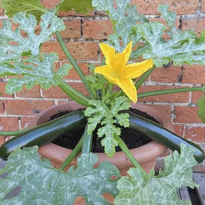 Cuketa Patio Star F1 - cuketa do kvetináča - Cucurbita pepo - semená - 6 ks