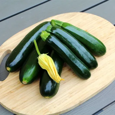 Cuketa Sandokan F1 - Cucurbita pepo - semená - 8 ks