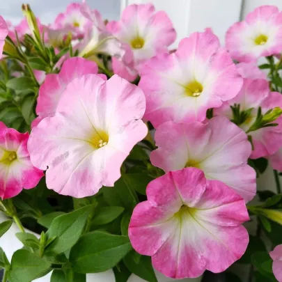 Petúnia Mistral Pearly F1 - Petunia grandiflora