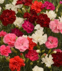 Klinček Grenadin zmes - Dianthus caryophyllus - semená - 50 ks
