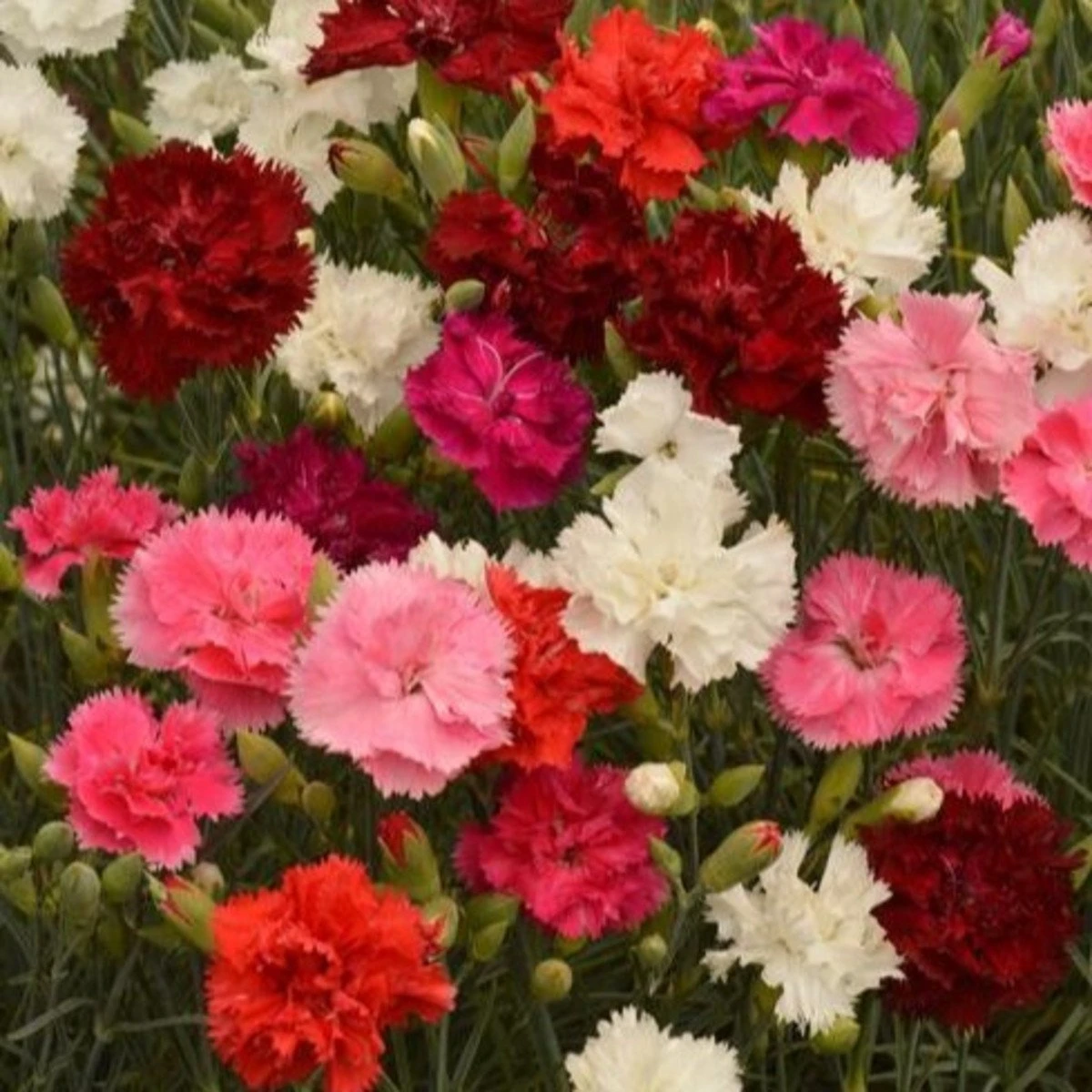 Klinček Grenadin zmes - Dianthus caryophyllus - semená - 50 ks